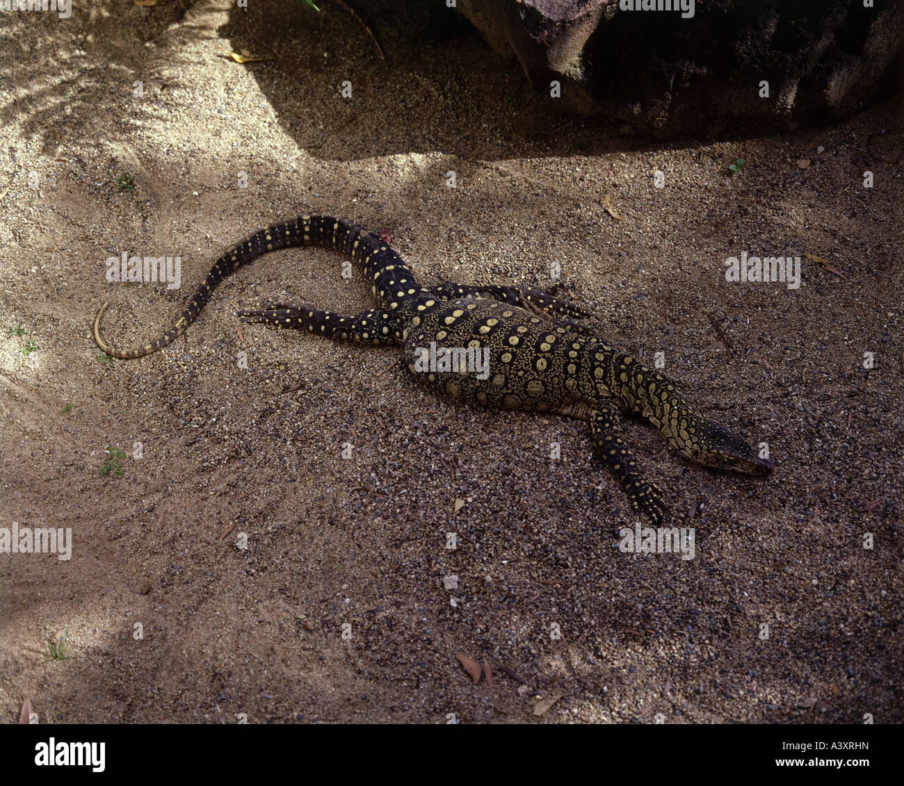 zoology / animals, reptiles, dragons, Perentie, (Varanus giganteus), in