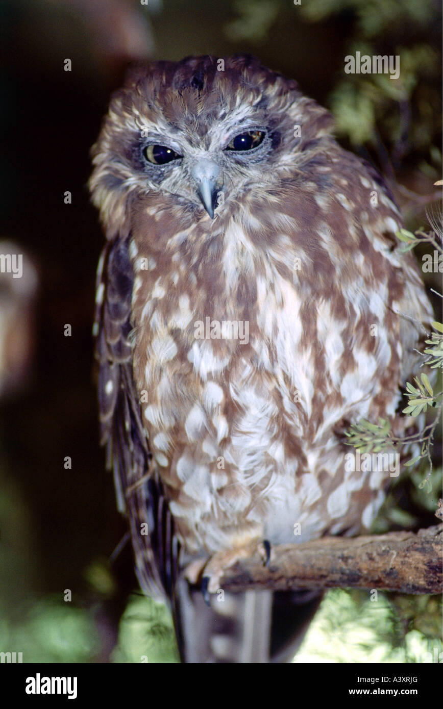 zoology / animals, avian / bird, Southern Boobook, (Ninox novaeseelandiae), sitting on branch, close-up, frontal view, distribut Stock Photo