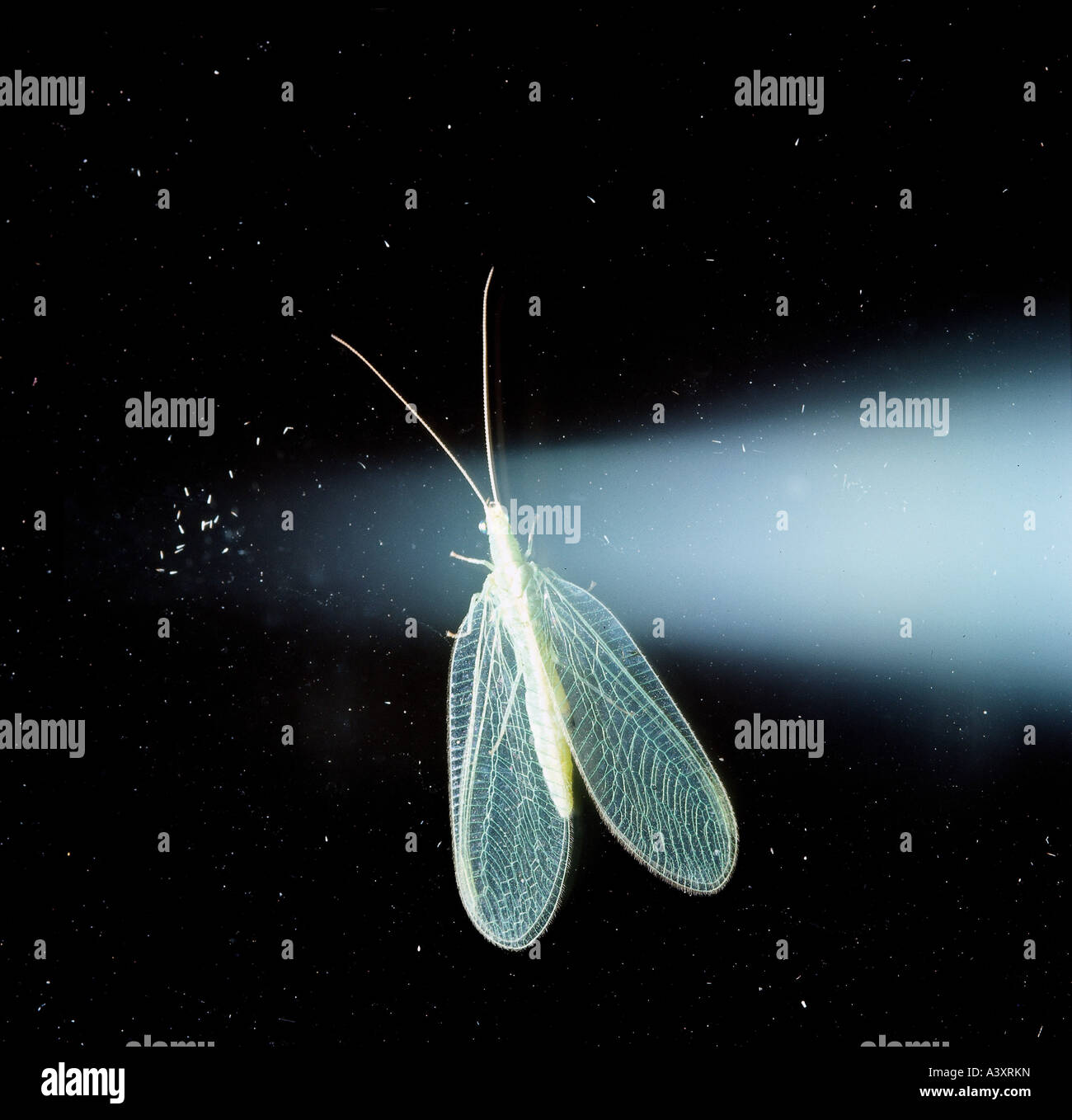 zoology / animals, insects, Green lacewings, Common lacewing, (Chrysopa perla), distribution: Europe, green, coloured, golden ey Stock Photo