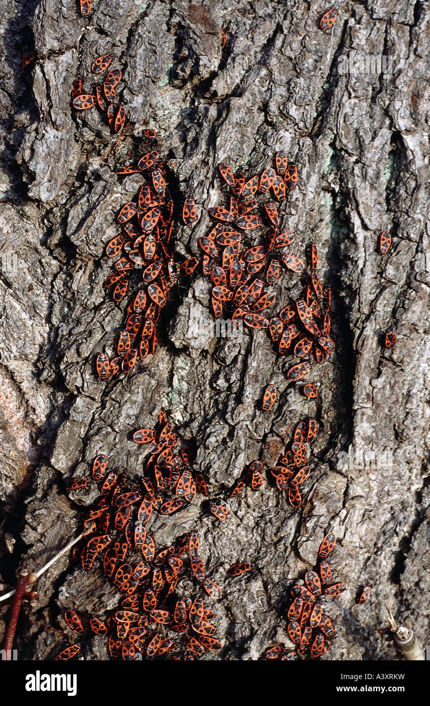 zoology / animals, insect, bugs, Firebug, (Pyrrhocoris apterus), bugs on tree bark, distribution: Europe, Northern Asia, Norther Stock Photo