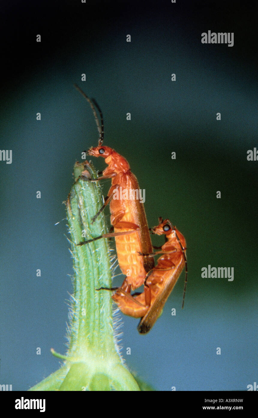 zoology / animals, insect, beetles, Soldier Beetle, (Rhagonycha fulva