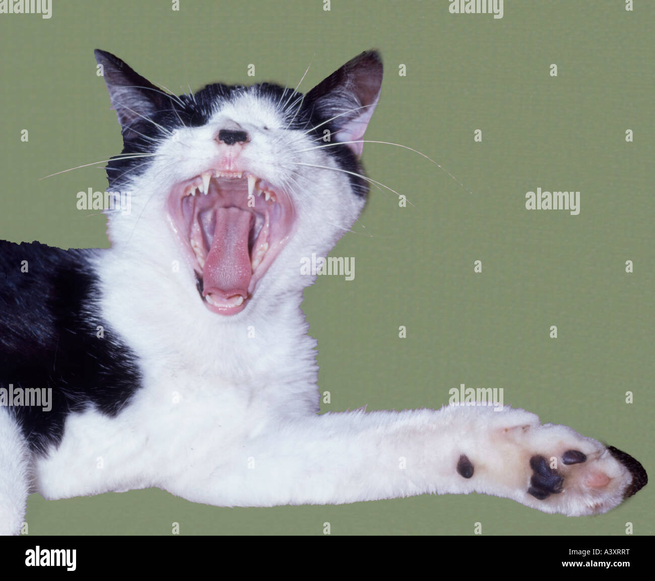 Cat yawn Stock Photo
