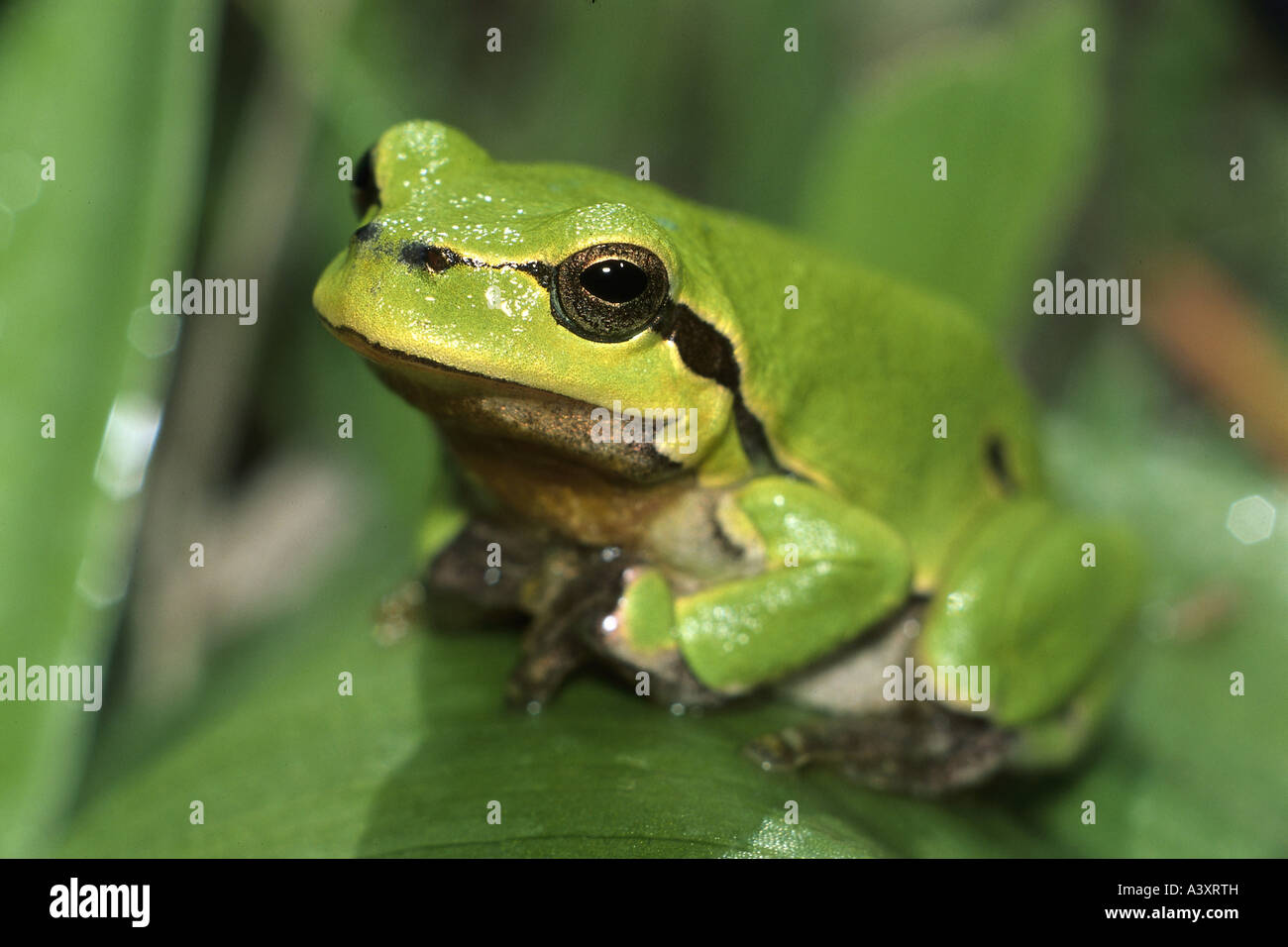 zoology / animals, ambhibian, frogs, tree frog, European Tree Frog