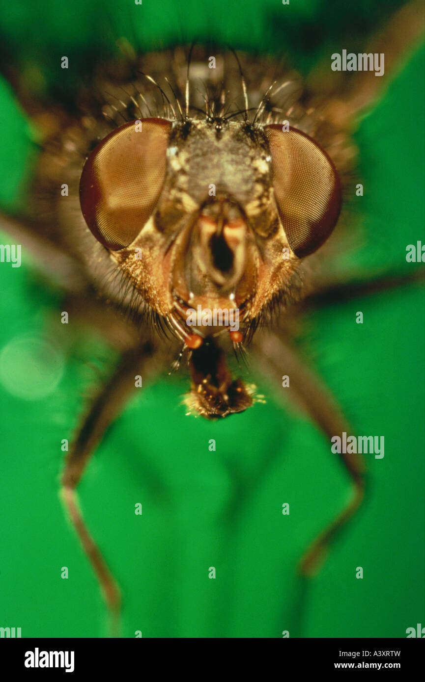 zoology / animals, insects, flies, fruit fly, (Drosophila melanogaster
