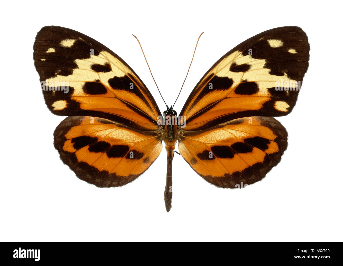 Tropical Butterfly, Viewed From Top Down On White Background Stock Photo