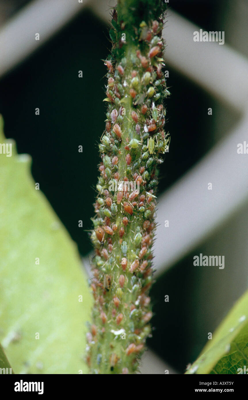 Red aphids at stem of plant hi res stock photography and images