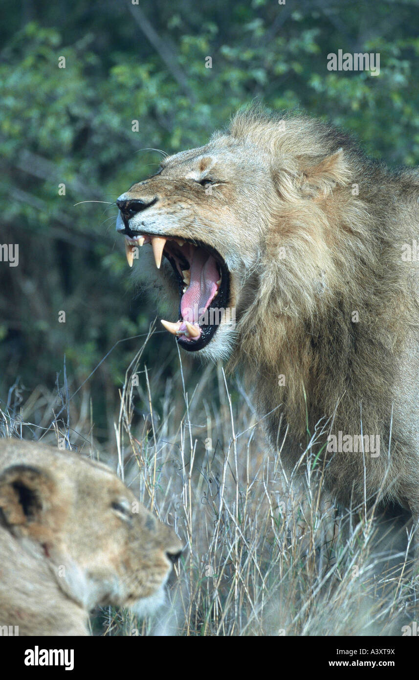 Male african lion roaring side view hi-res stock photography and images ...