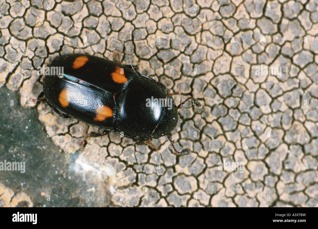 sap beetle (Glischrochilus quadripunctatus), imago Stock Photo
