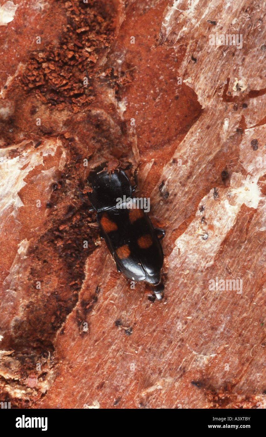 sap beetle (Glischrochilus quadripunctatus), imago Stock Photo