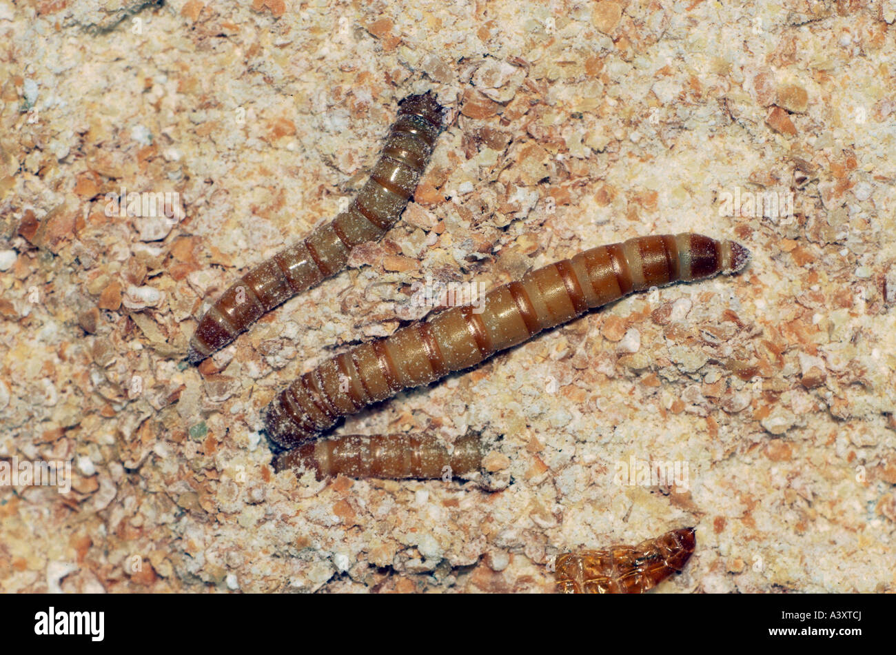 zoology / animals, insect, beetles, Mealworm, (Tenebrio molitor