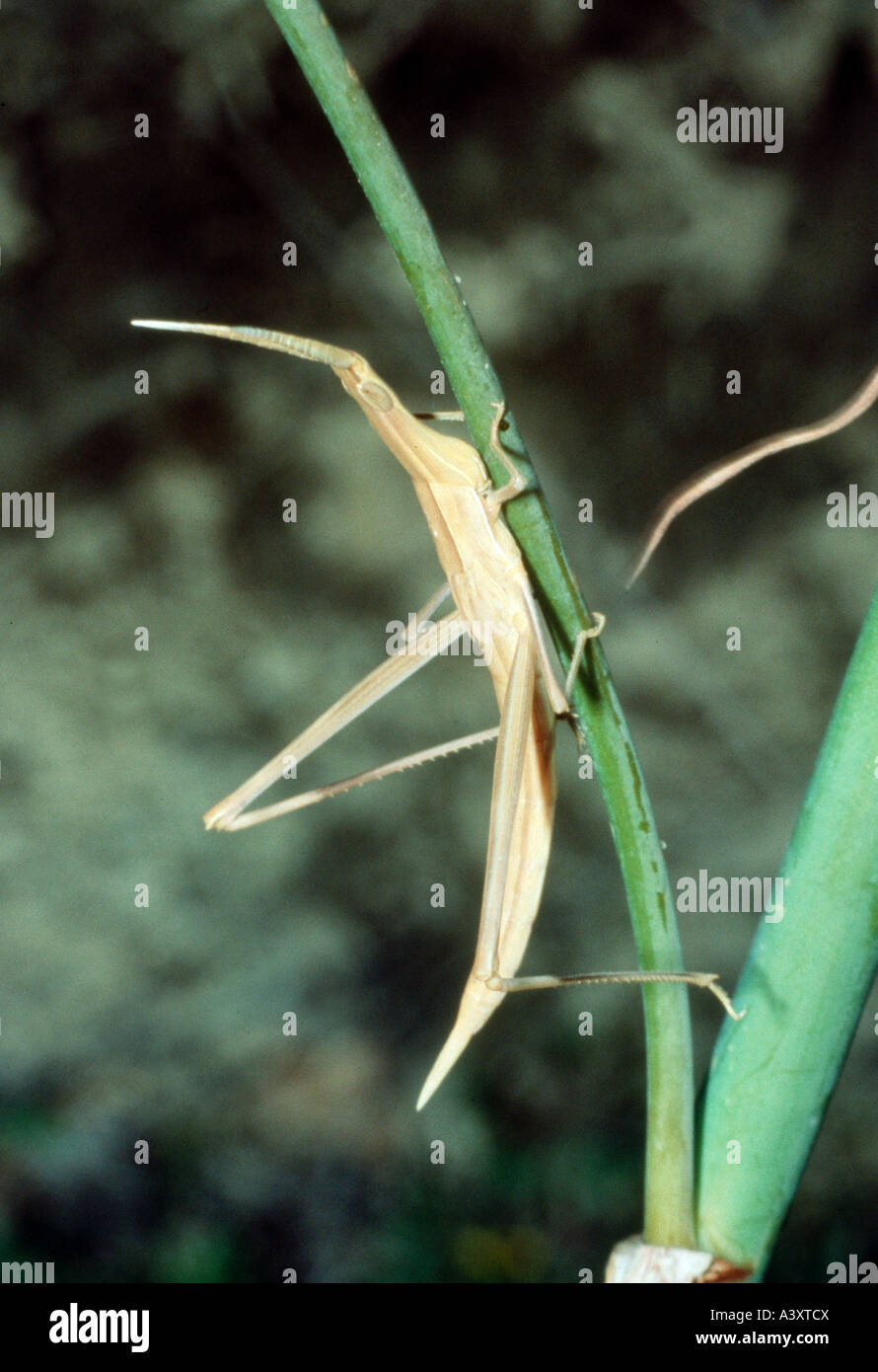 zoology / animals, insects, locusts, Truxalis nasuta, on blade ...
