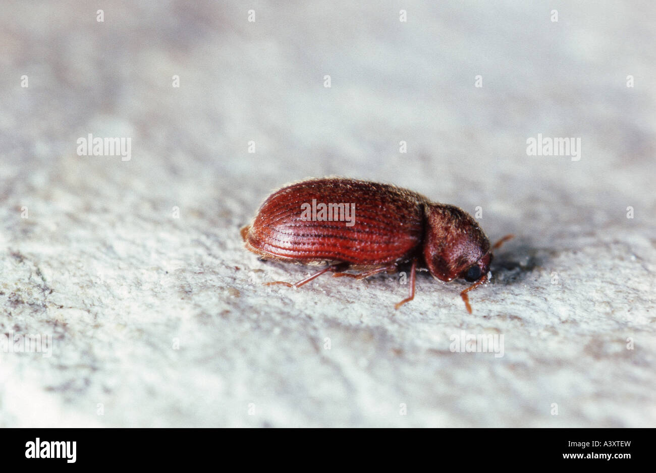 drugstore beetle, drug store weevil (biscuit beetle, bread beetle) (Stegobium paniceum), imago Stock Photo