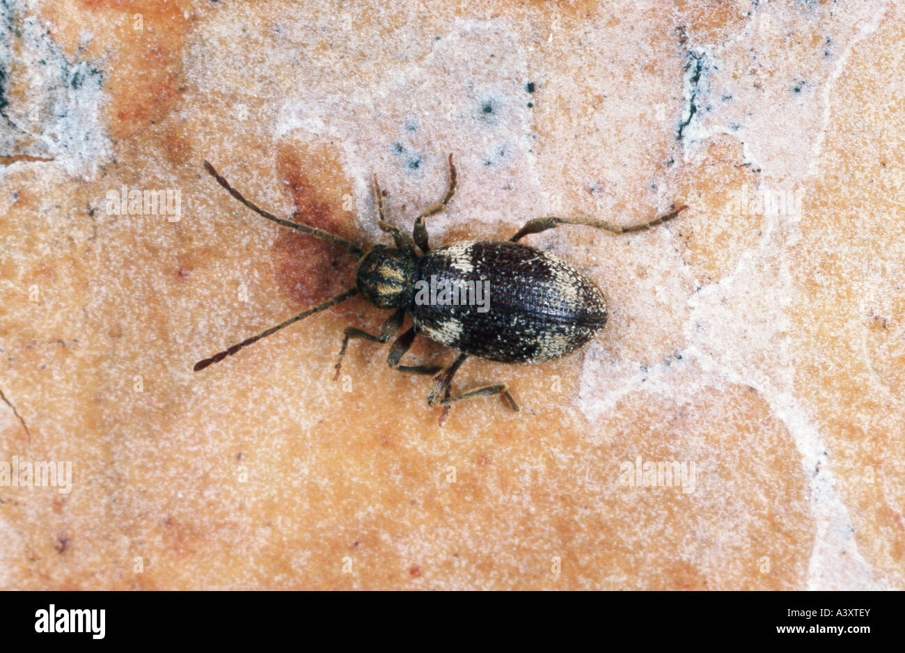white-marbled spider beetle, white-marked spider beetle (Ptinus fur), imago Stock Photo
