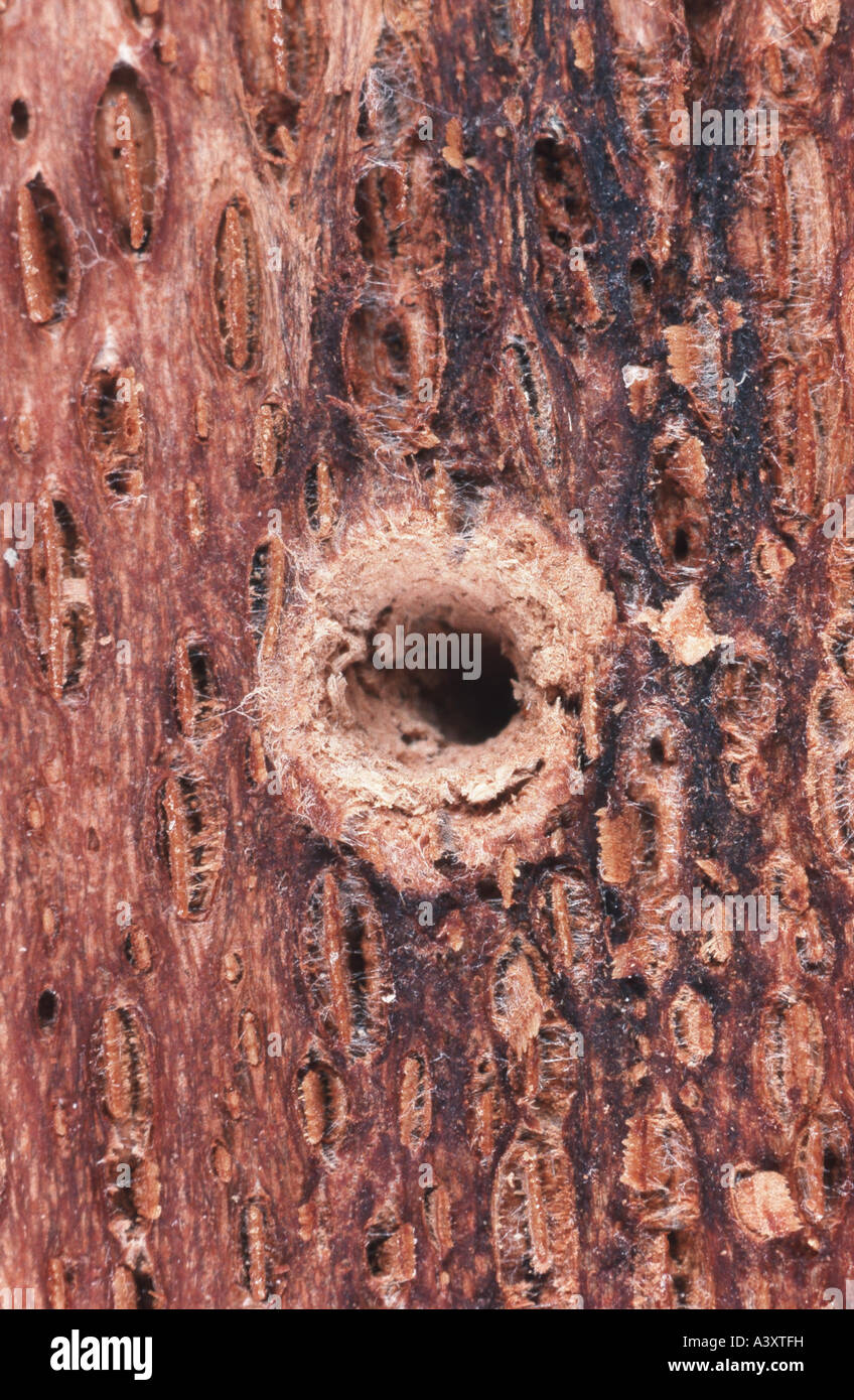 large timberworm, European sapwood timberworm (Hylecoetus dermestoides), drilling hole Stock Photo
