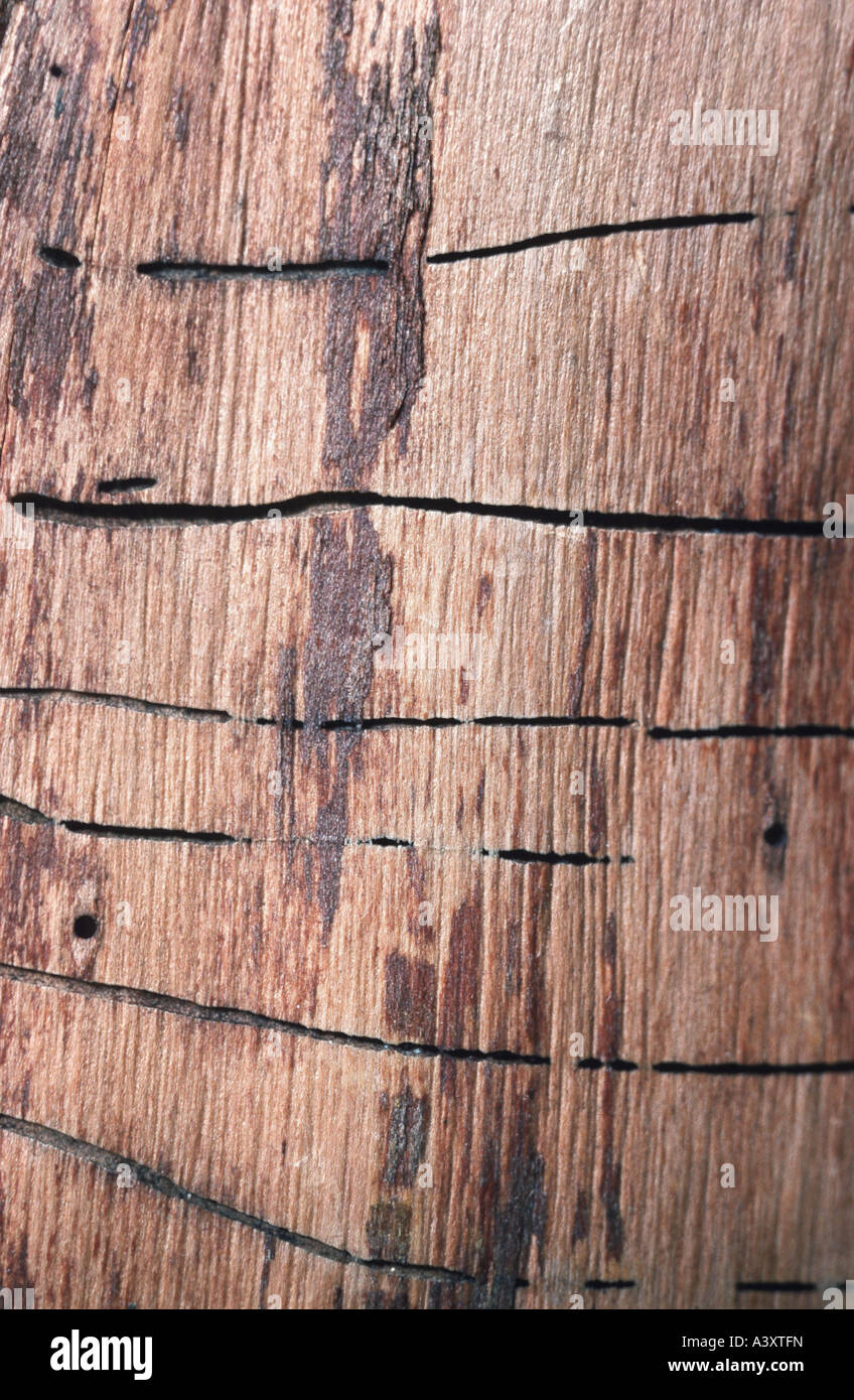 large timberworm, European sapwood timberworm (Hylecoetus dermestoides), galleries Stock Photo