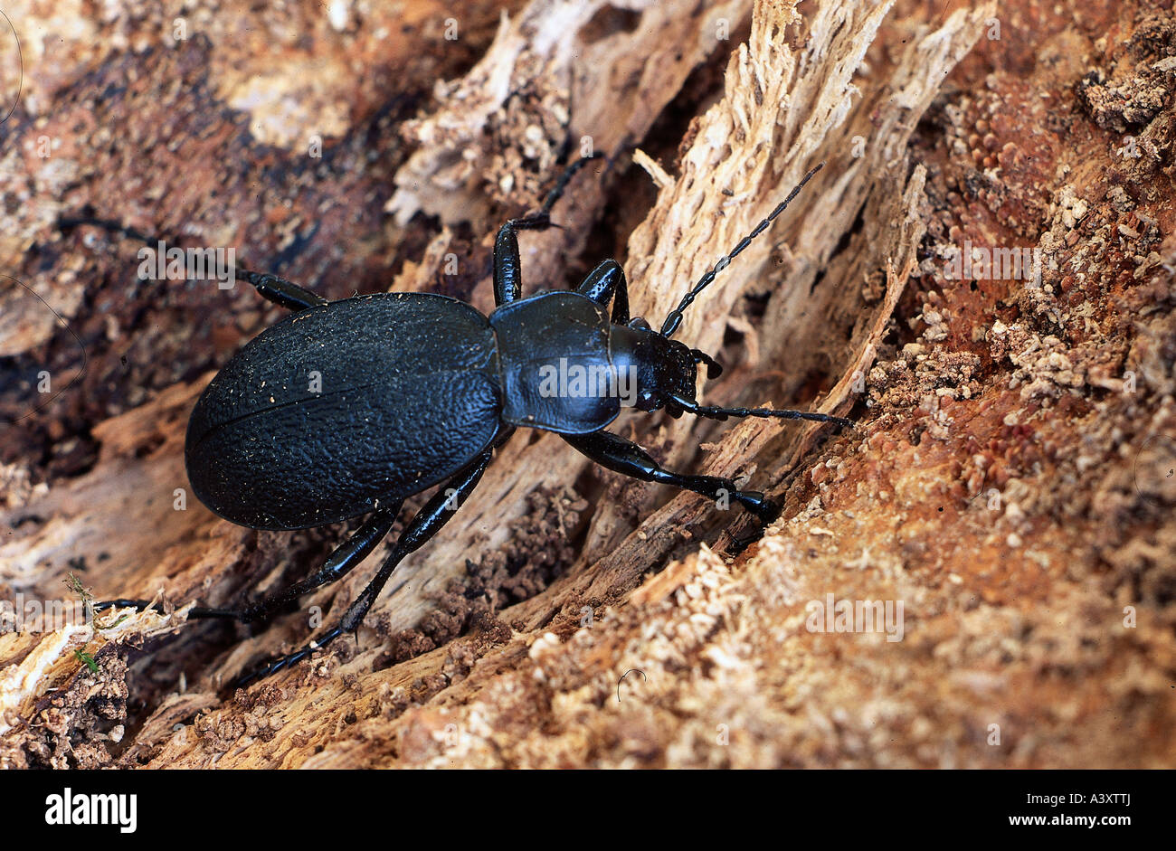 zoology / animals, insect, beetles, Violet Beetle, (Carabus violaceus), on tree bark, distribution: Europe, Sibiria and Japan, C Stock Photo