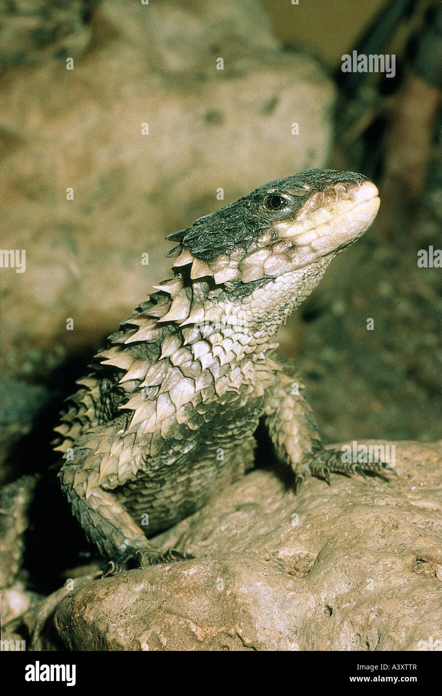 zoology / animals, reptiles, lizards, Giant Girdled Lizard, (Cordylus giganteus), standing at rocks, distribution: Southern Afri Stock Photo