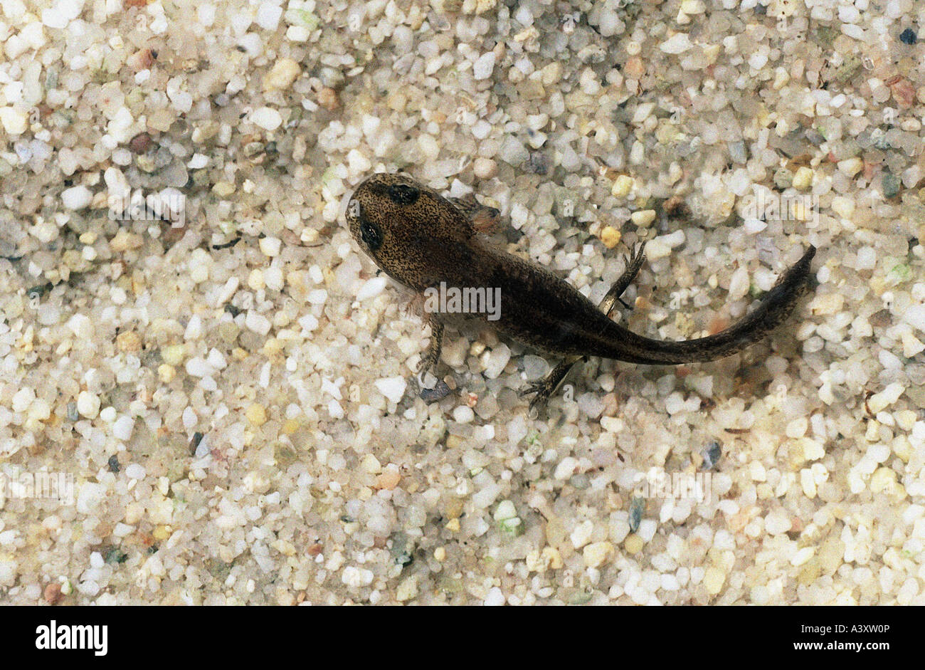 zoology / animals, amphibian, salamander, development, Fire Salamander