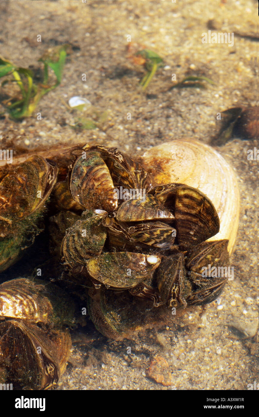 zoology / animals, cnidaria, Swan mussel, (Anodonta cygnea), underwater shot, with other mussels