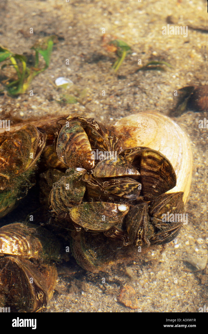 zoology / animals, cnidaria, Swan mussel, (Anodonta cygnea), underwater shot, with other mussels, distribution: North- and Centr Stock Photo