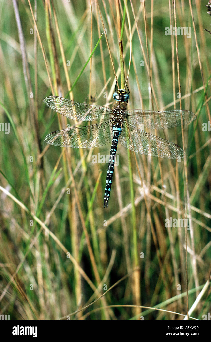Hawker Insect zoology / animals, insect, dragonfly, Southern Hawker, (Aeshna cyanea ...