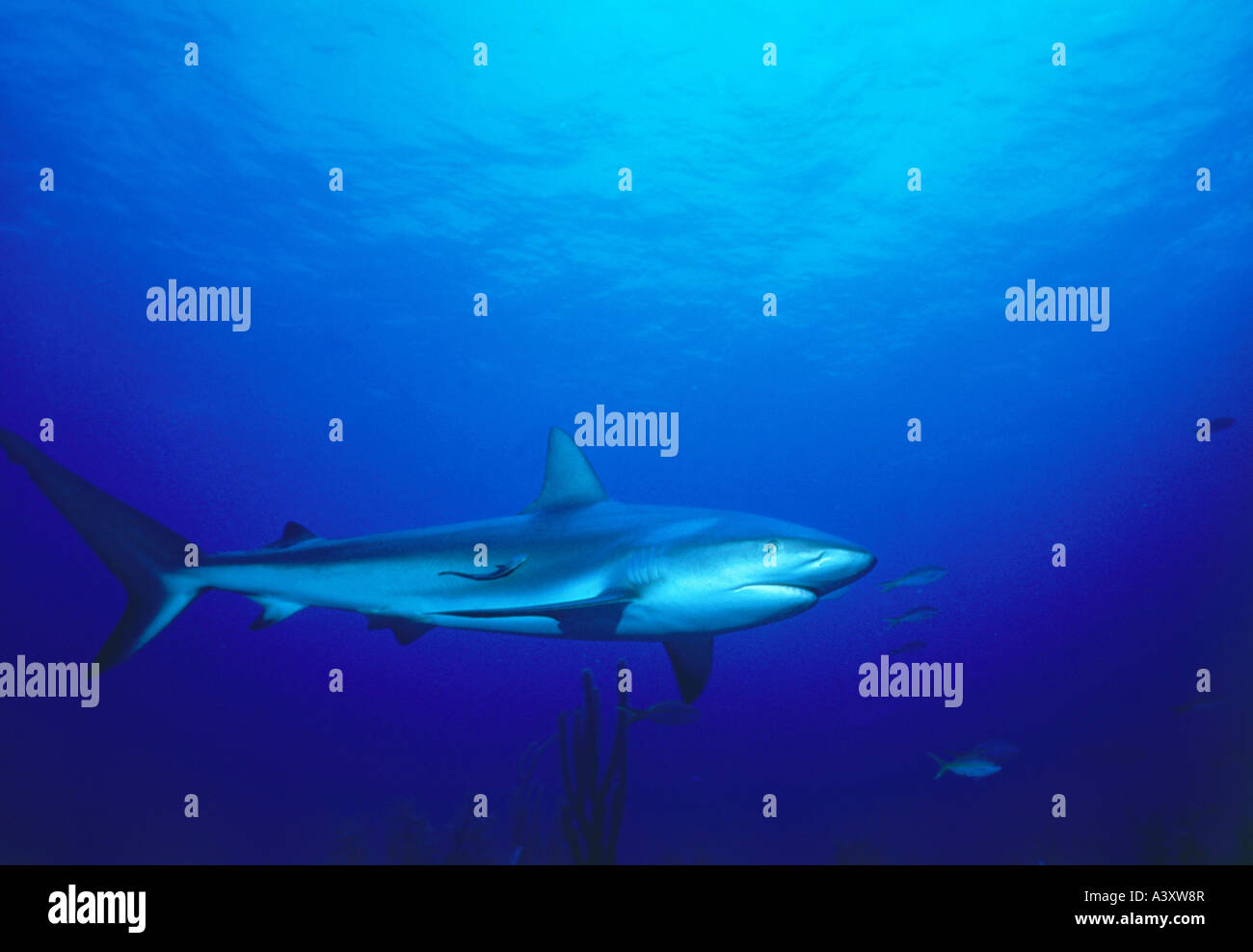 zoology / animals, fish, sharks, Gray reef shark, (Carcharhinus amblyrhynchos), predatory fish, animal, Stock Photo