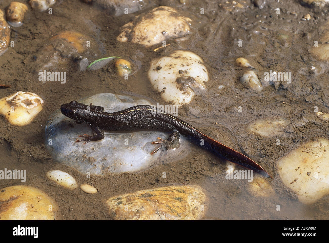 zoology / animals, amphibian, newt, Great Crested Newt, (Triturus