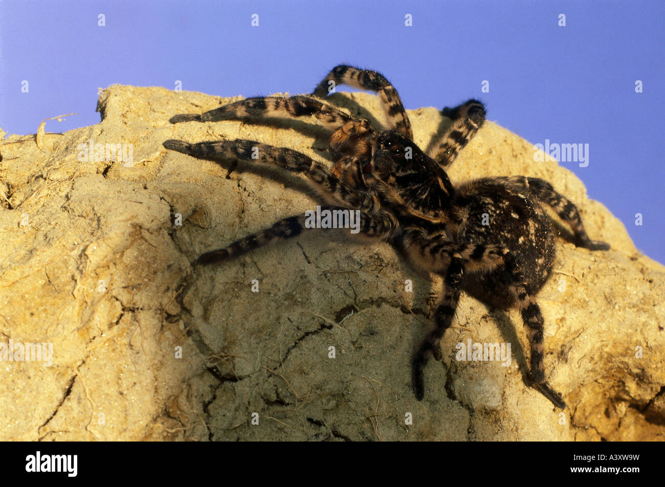 zoology / animals, arachnid, spiders, Russian Tarantula,(Lycosa singoriensis), on rock, distribution: steppes of Eurasia, wolf s Stock Photo
