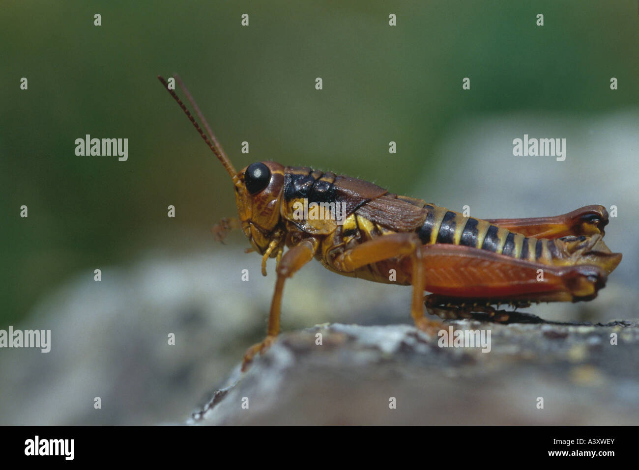 zoology / animals, insects, locusts, Brown Mountain Grasshopper, (Podisma pedestris), on stone, distribution: Europe, animal, in Stock Photo