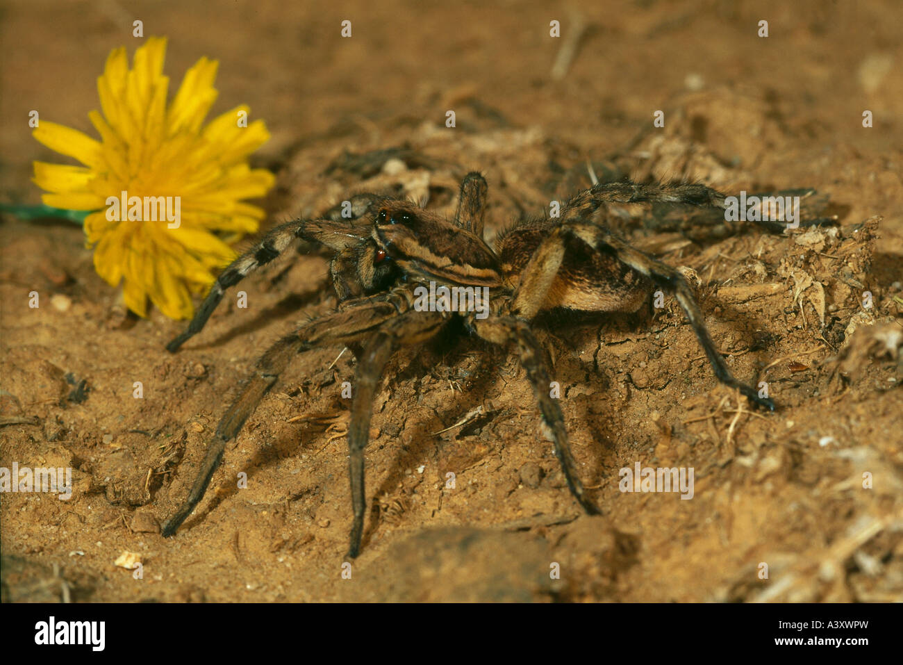 zoology / animals, arachnid, spiders, Tarantula, Black-bellied Tarantula, (Lycosa narbonensis), on sand ground, distribution: So Stock Photo