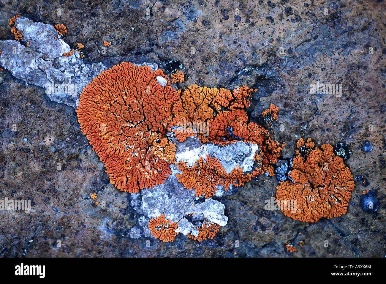 lichen on a rock, Antarctica Stock Photo
