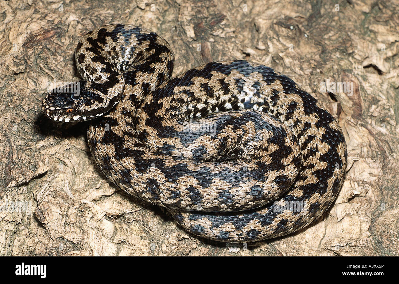 zoology / animals, reptiles, snakes, Common European Adder, (Vipera berus), convolved on tree bark, distribution: Central-, East Stock Photo