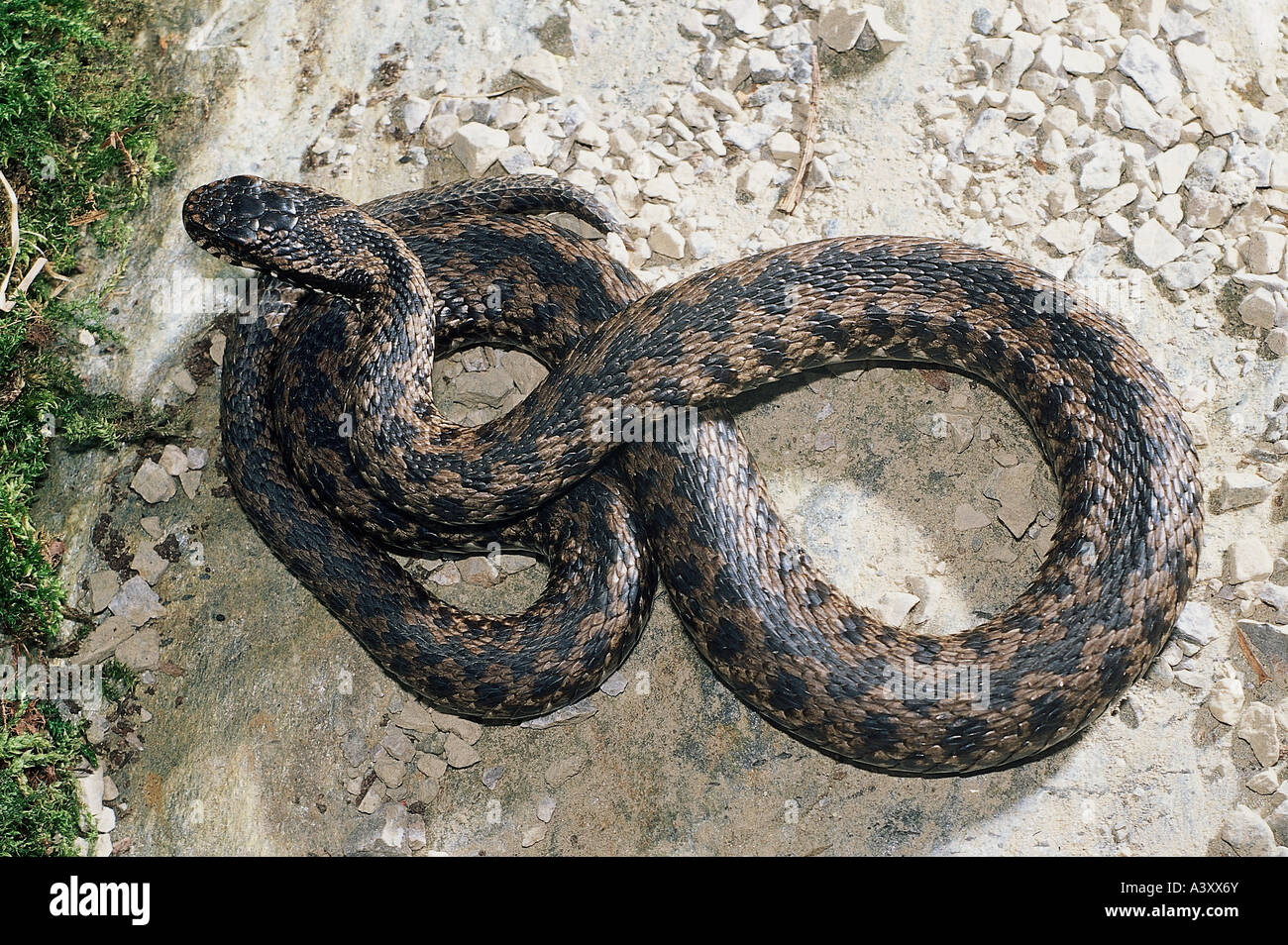 zoology / animals, reptiles, snakes, Common European Adder, (Vipera berus), convolved on stone, distribution: Central-, East- an Stock Photo