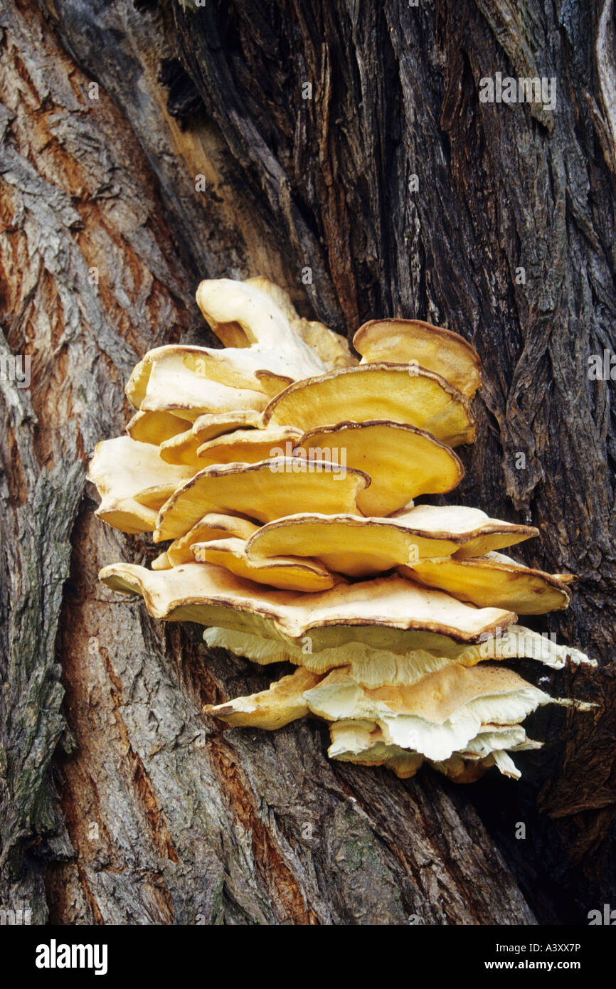 chicken of the woods (Laetiporus sulphureus), fruiting body, Germany
