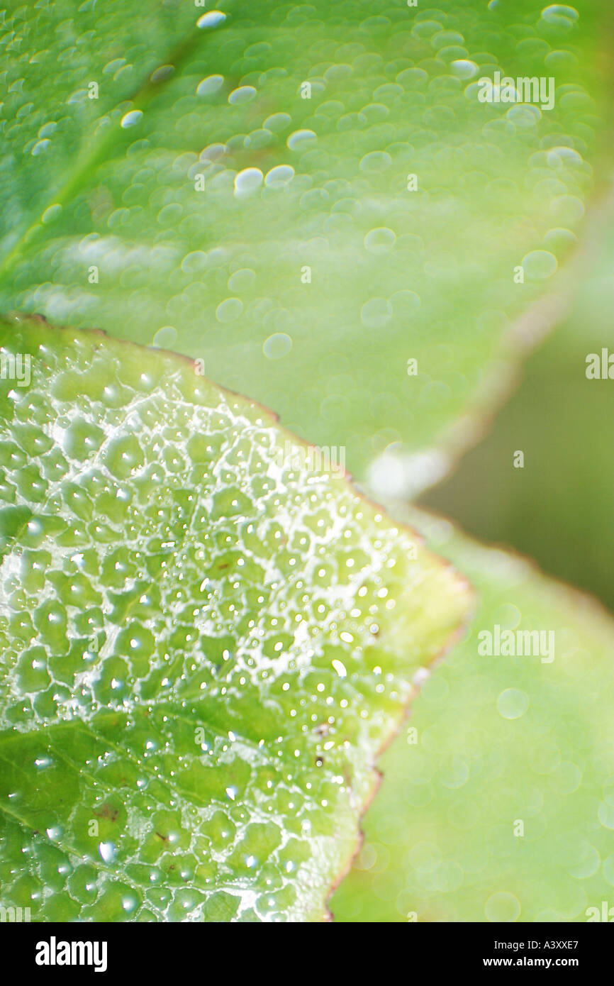 Fresh green leaves hi-res stock photography and images - Alamy