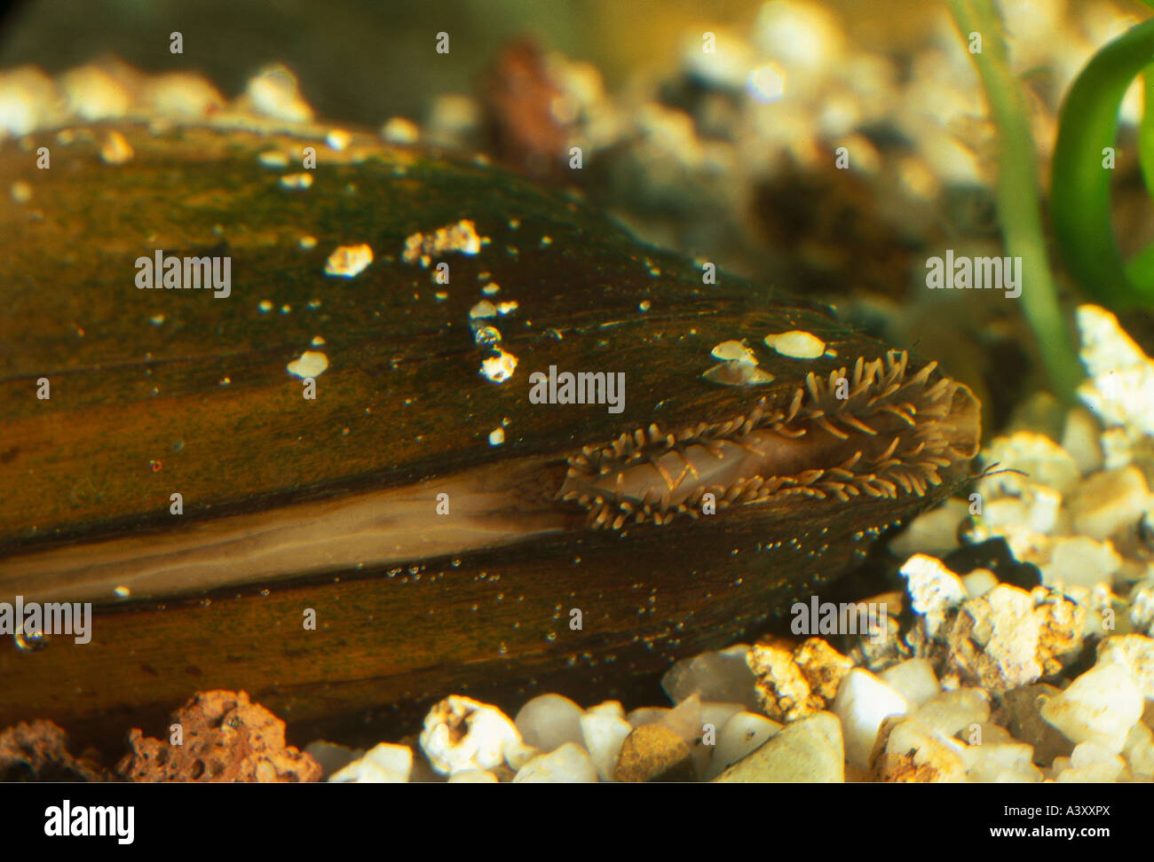 zoology / animals, cnidaria, Swan mussel, (Anodonta cygnea), underwater shot, detail: mouth, distribution: North- and Central Eu Stock Photo