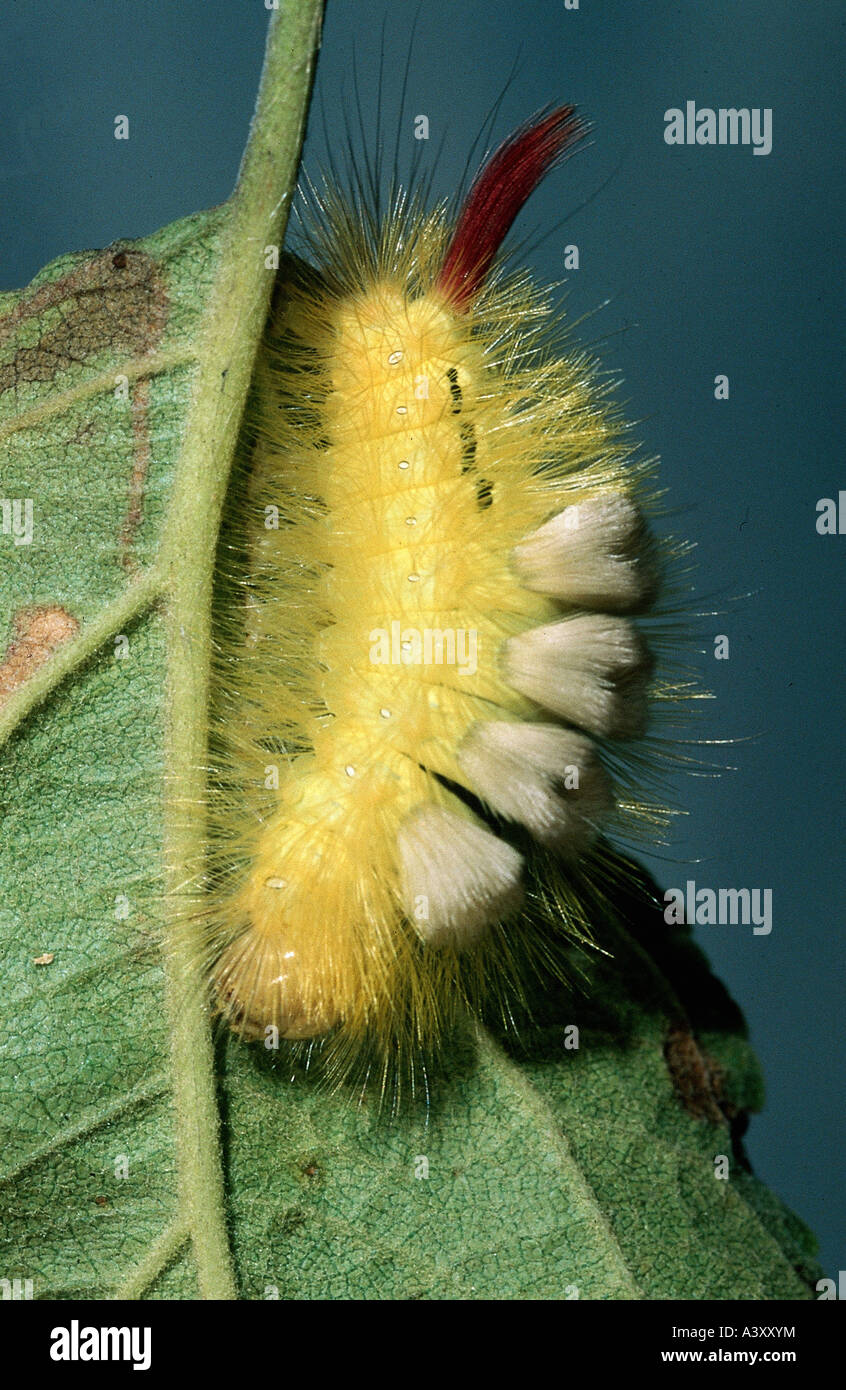 zoology / animals, insect, butterflies, pale tussock moth, (Dasychira pudibunda), growth, caterpillar at underside of leaf, dist Stock Photo
