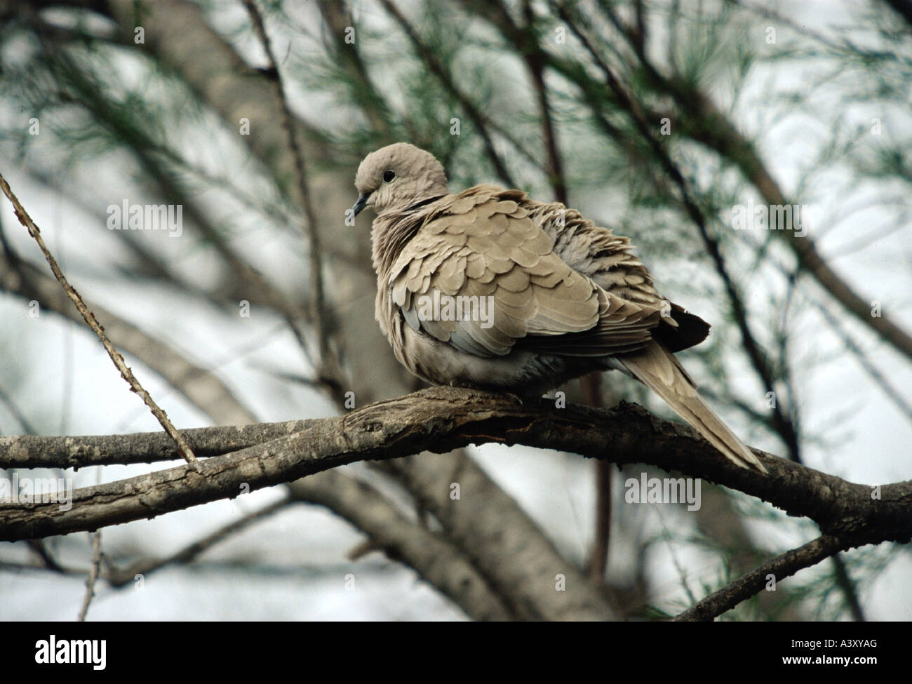 zoology / animals, avian / birds, doves, Eurasian Collared Dove
