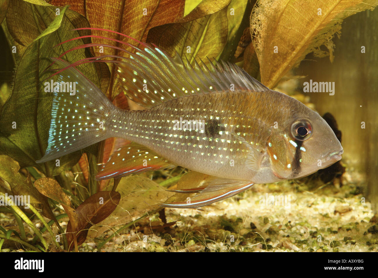 Acara hires stock photography and images Alamy