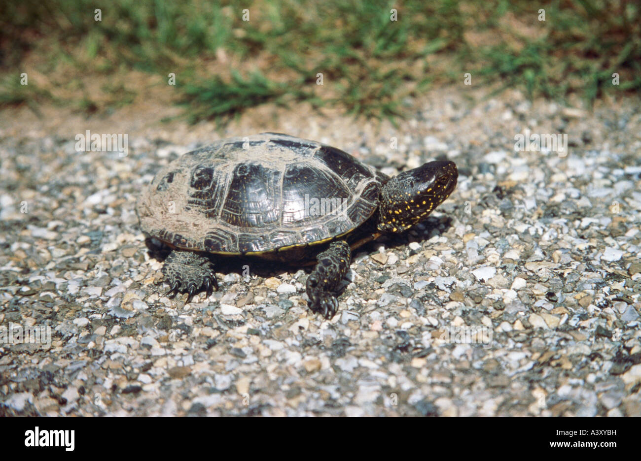 zoology / animals, reptiles, turtles, European pond terrapin, (Emys orbicularis), on gravel, distribution: great parts of Europe Stock Photo