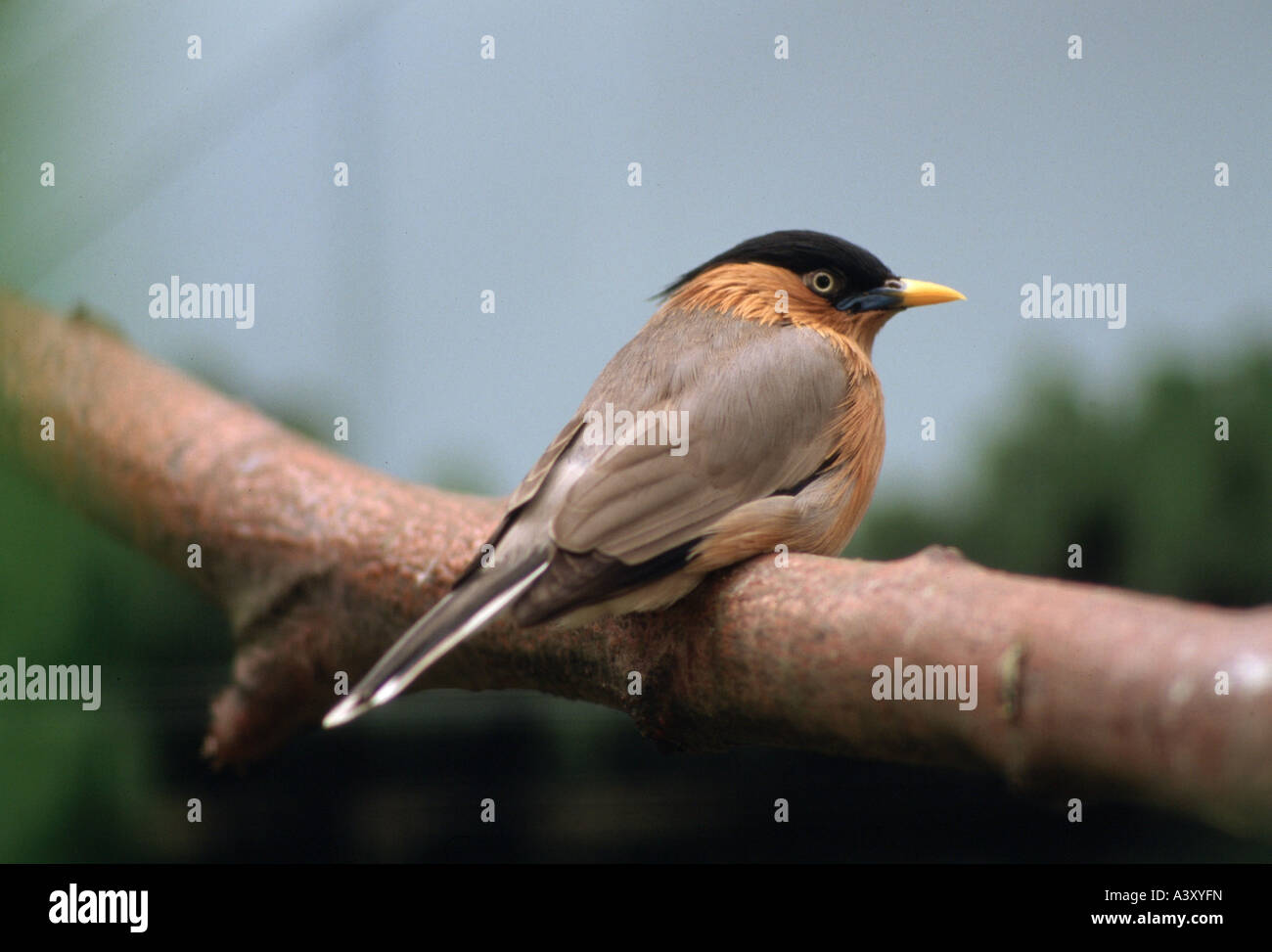 zoology / animals, avian / birds, Brahminy Starling, (Sturnus pagodarum), sitting on branch, distribution: India, Ceylon, animal Stock Photo