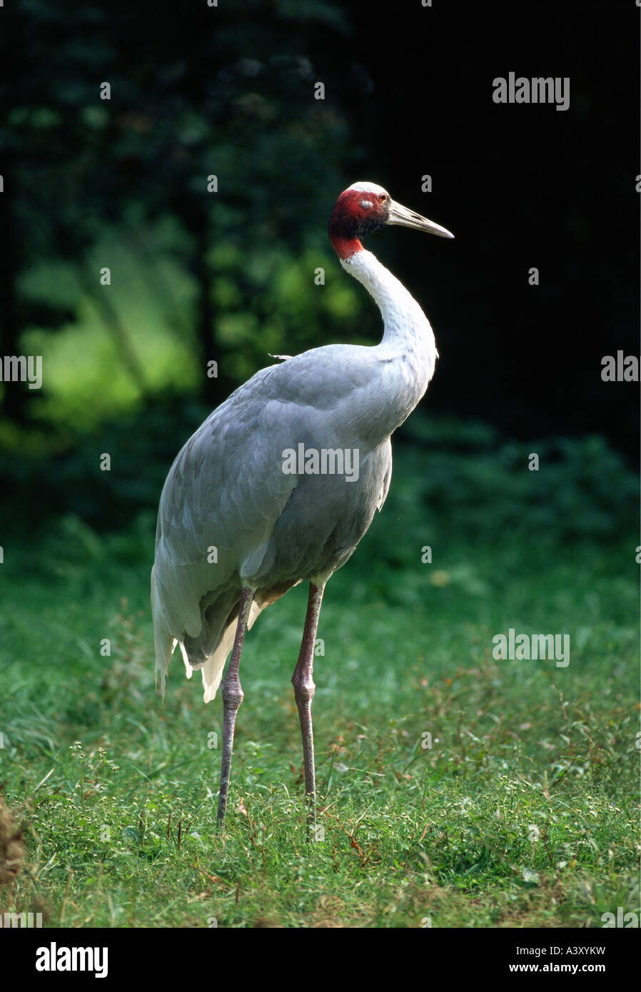 zoology / animals, avian / birds, Sarus Crane, (Grus antigone), standing in grass, distribution: Southern Asia, animal, bird, Gr Stock Photo