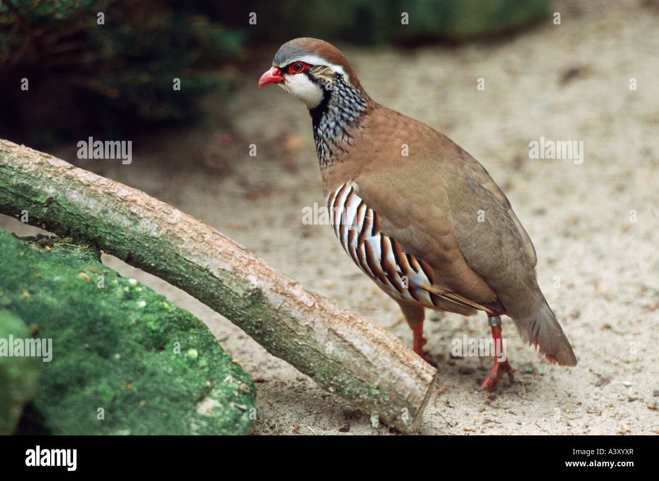 zoology / animals, avian / birds, Rock Partridge, (Alectoris graeca), walking in sand, distribution: Europe, animal, bird, chick Stock Photo