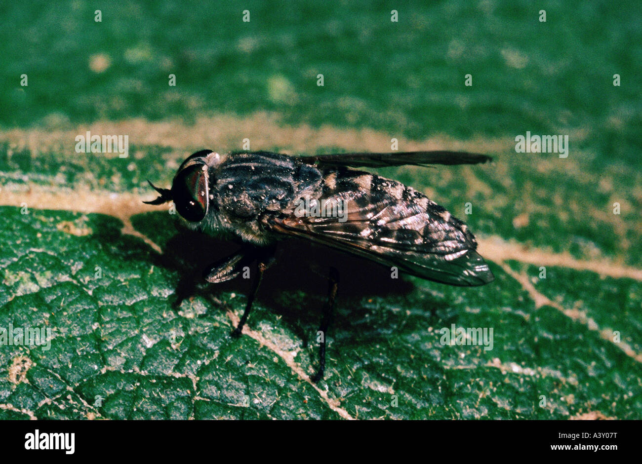 zoology / animals, insects, flies, horseflies, Horsefly, (Tabanus bovinus), on leaf, distribution: Europe, horse-fly, horse fly, Stock Photo
