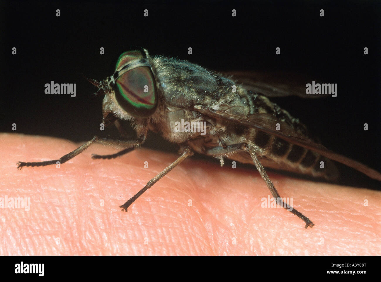 zoology / animals, insects, flies, horseflies, Horsefly, (Tabanus bovinus), stinging hand, distribution: Europe, horse-fly, hors Stock Photo