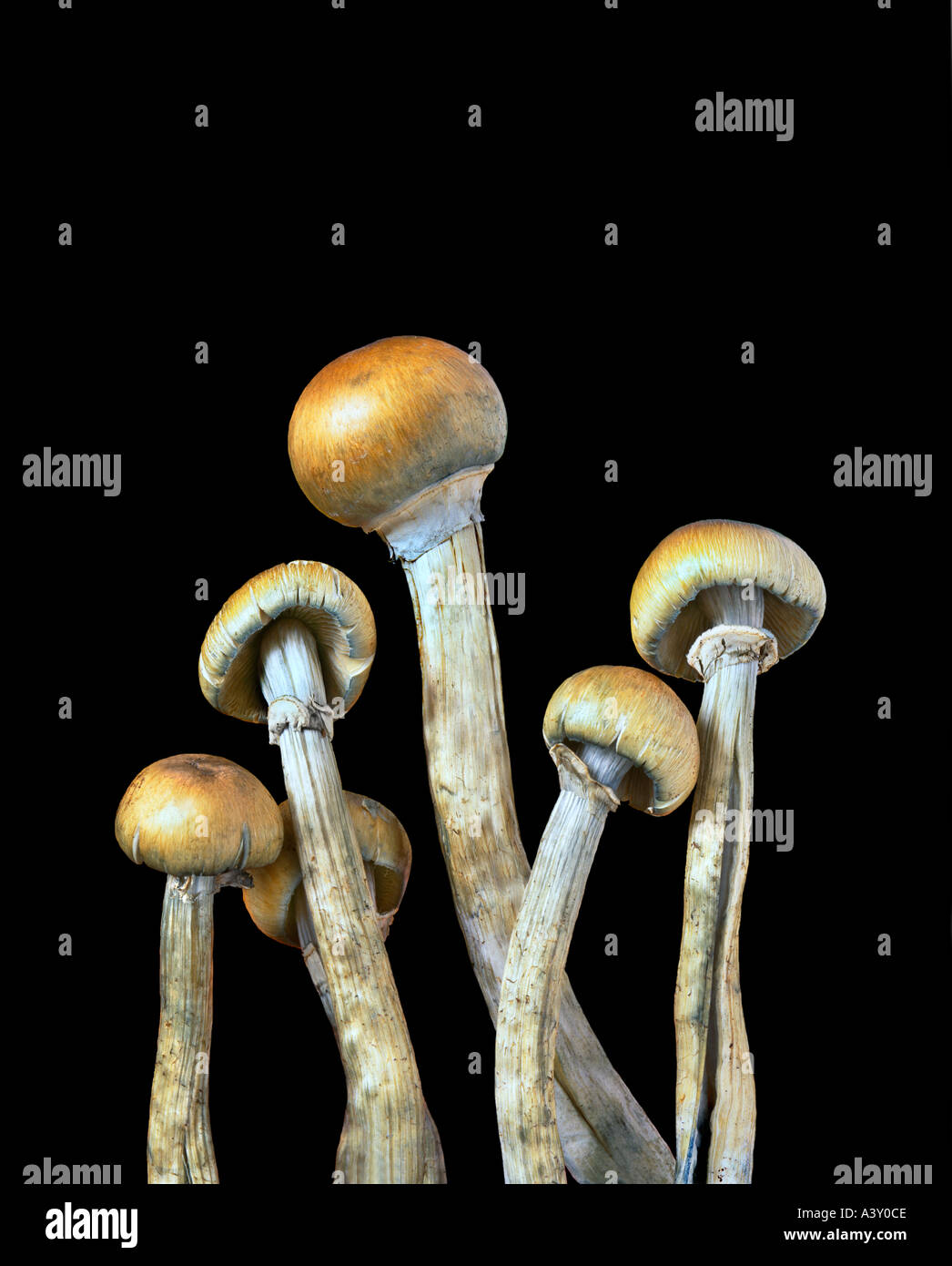 Hallucinogenic magic mushrooms Stock Photo - Alamy