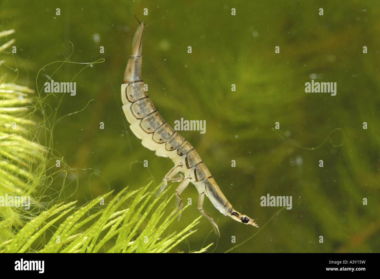 pond beetle, common pond beetle (Acilius sulcatus), larvae on leaf