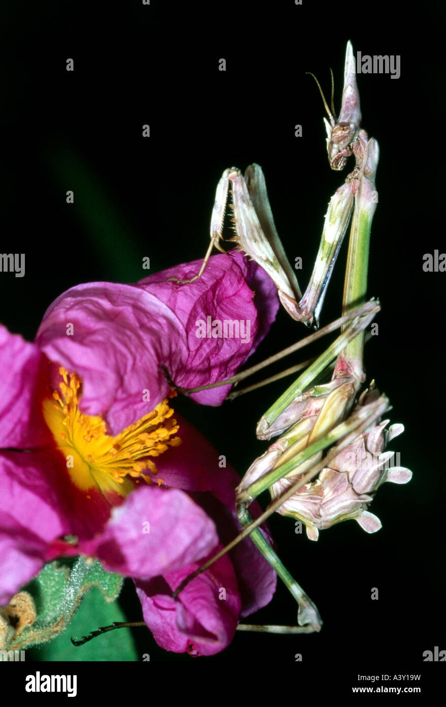 zoology / animals, insects, praying mantids, Cone head mantis, (Empusa pennata), sitting on branch, distribution: Western Medite Stock Photo
