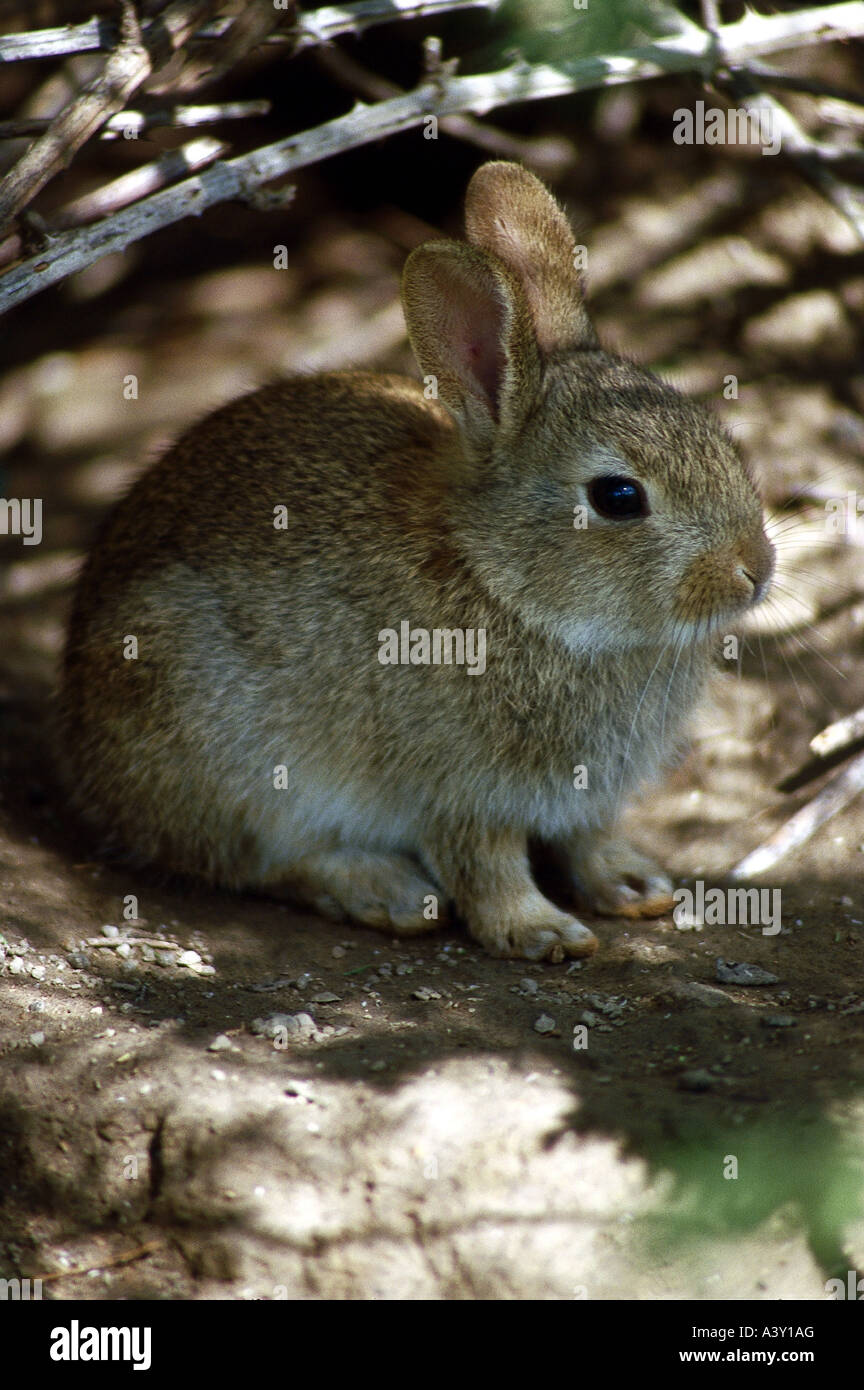 zoology / animals, mammal / mammalian, hares, European Rabbit, (Oryctolagus cuniculus), sitting in branch, distribution: peninsu Stock Photo