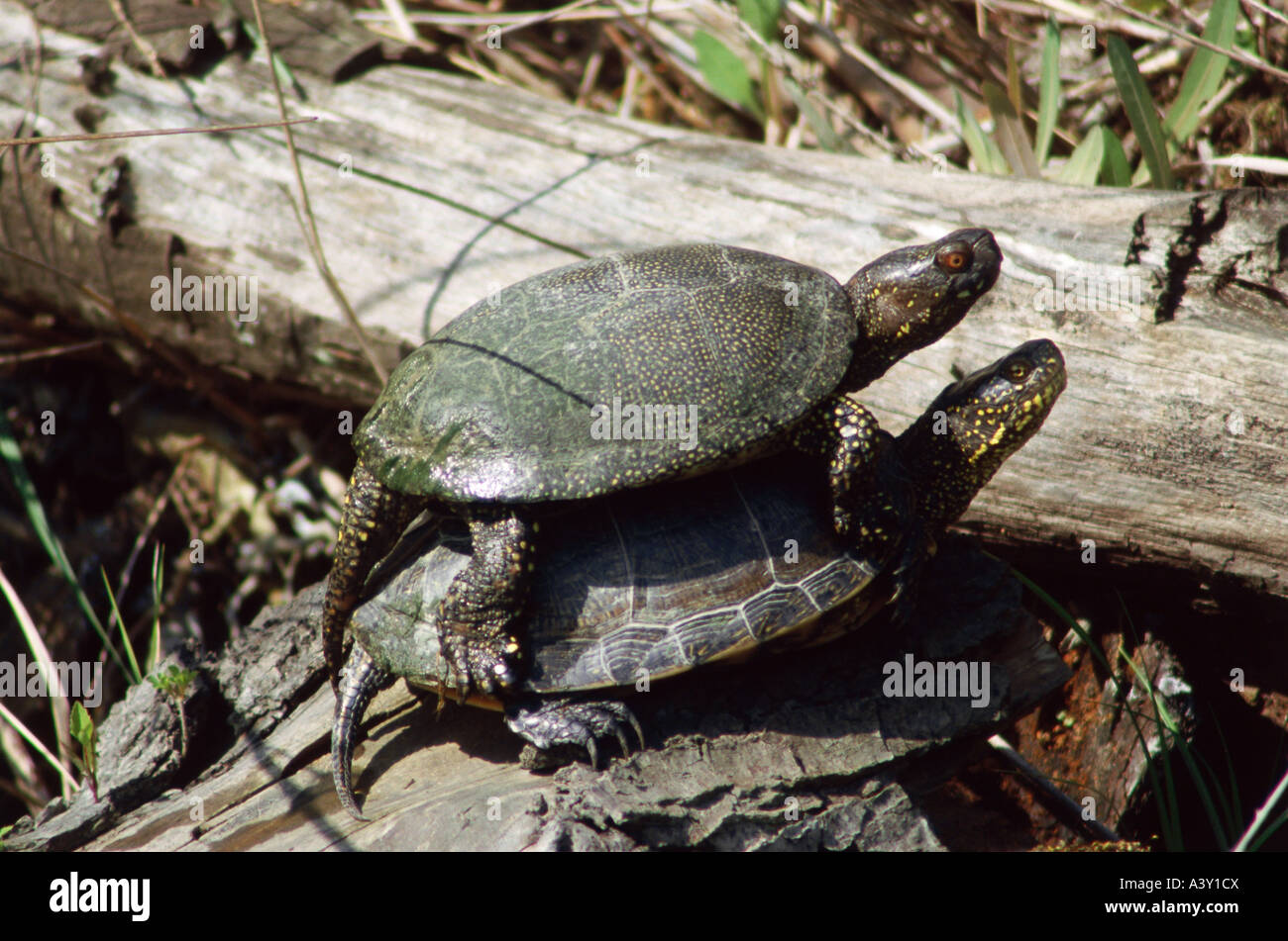 zoology / animals, reptiles, turtles, European pond terrapin, (Emys orbicularis), mating, distribution: Europe, North Africa, Tu Stock Photo